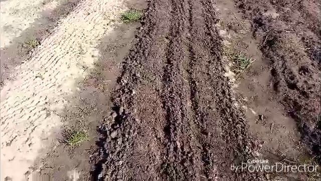 Посадила чёрную смародину / На ужин плов.