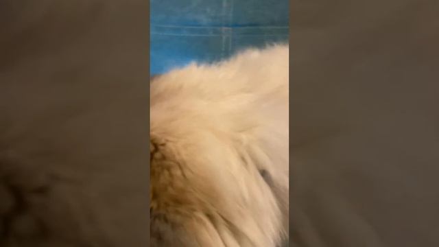 Маскарадный котик ловит муху на планшете.