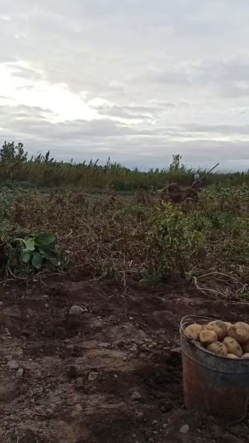 уборка картофеля