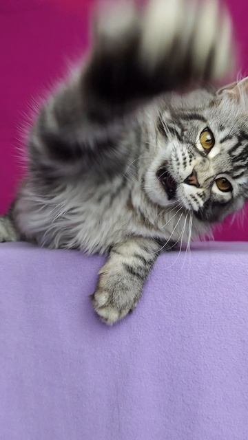 Котёнок Мейн кун