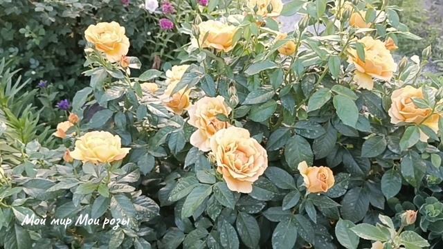 Огромный, полный и быстрый ОБЗОР моих РОЗ. Часть 2