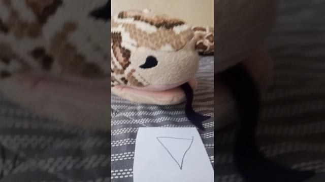 сахарные соты 🪡🍪