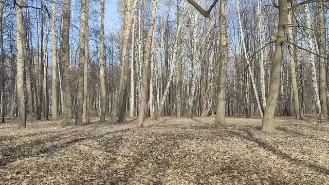 Встреча с голубями