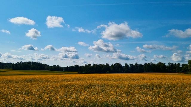 Желтое шикарное поле. Летний солнечный день. Шум ветра над полем. Умиротворение.