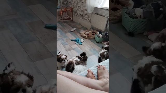 мои собаки