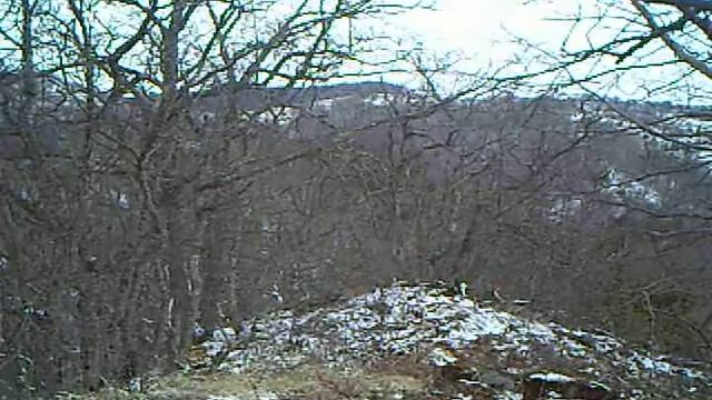 Lynx in Ateni Gorge