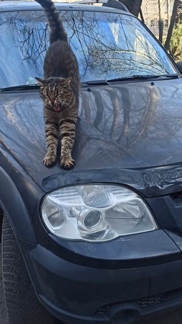 кошак гуляет по автомобилю