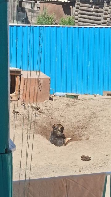 собака бабы