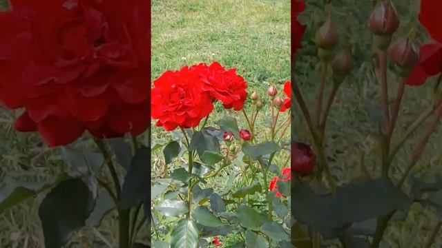 ИСААКИЕВСКИЙ СОБОР ..🌹🌹🌹🌹🌹🌹