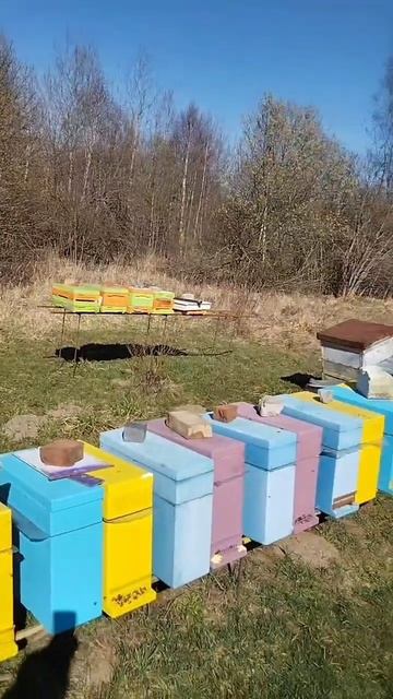 а ваши пчелки рады весне? #пчеловодство#пчелы