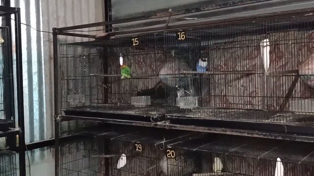 Albino, Lutino, Cremino Lovebird breeding Setup | Progress | Bhavnagar Pet Club