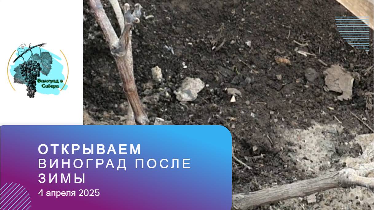 Открываем виноград после зимы 4 апреля 2025г