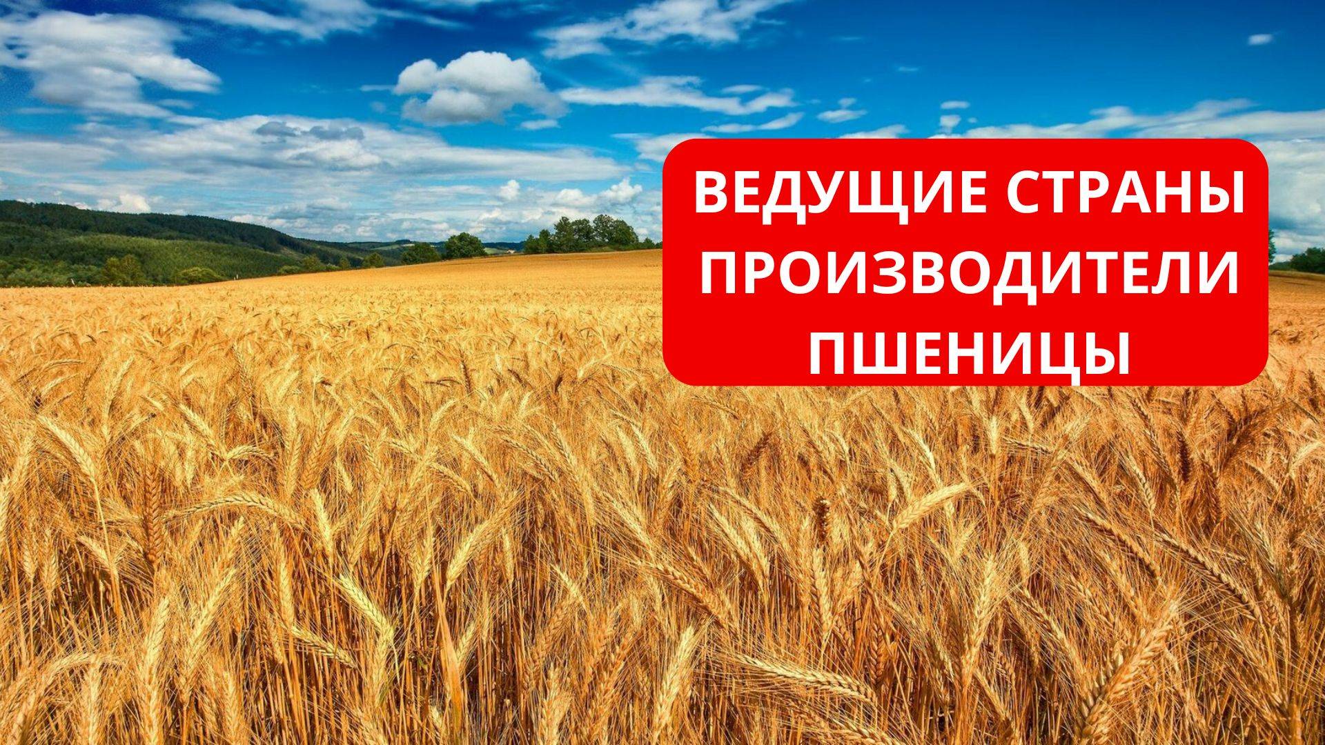 Кто снабжает мир пшеницей? Главные производители этой сельхозкультуры.