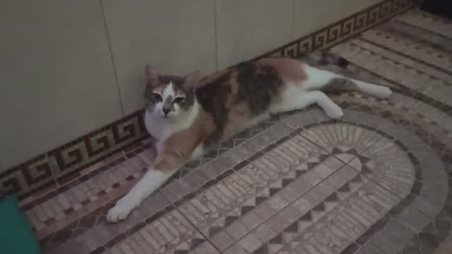 Кошки большие любители бани!)