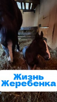 Жизнь жеребенка