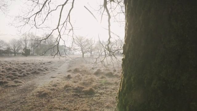 Дерево в сухом лесу