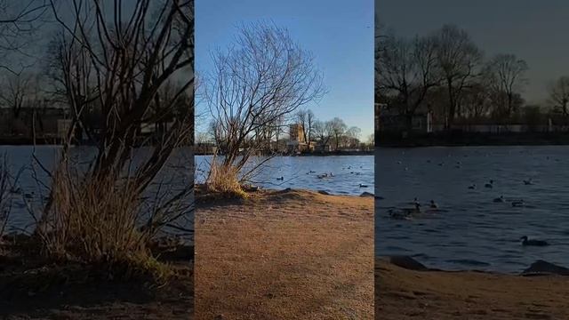Петергоф просыпается