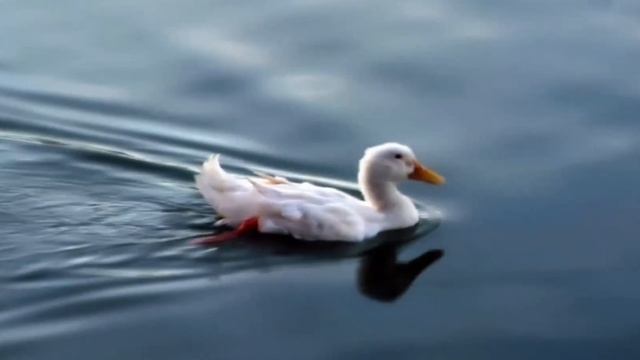 Красивая музыка и природа