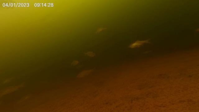 Подводная видео съемка местных обиталей водоема