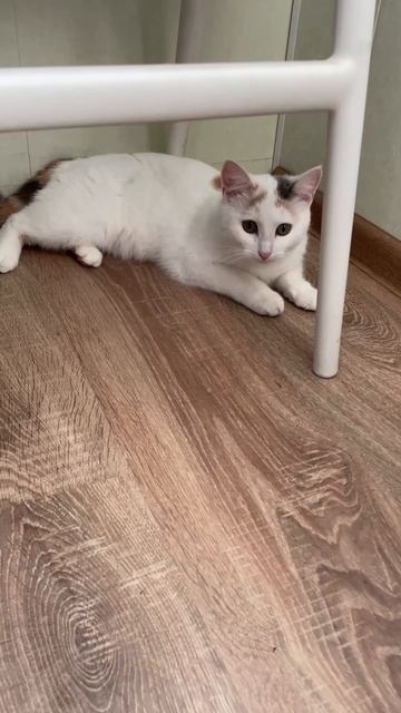 День рождения котов / happy CATsday #кот#cat#cute#cutecat#кошка#котик#котенок#питомцы#животные#pet
