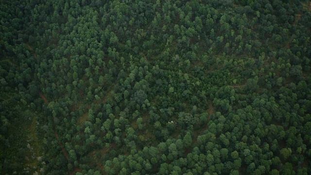 Зеленые леса