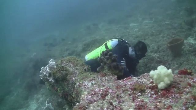 Indian Ocean SCUBA in Praia do Tofo, Mozambique