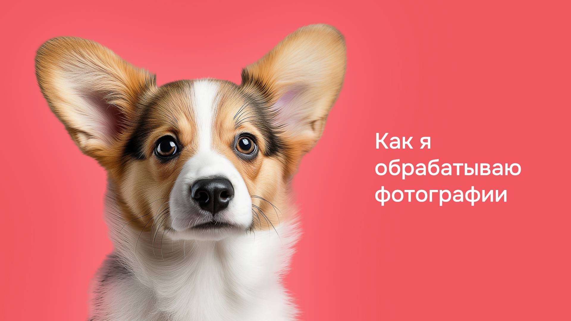 Корги
Как я обрабатываю фотографии