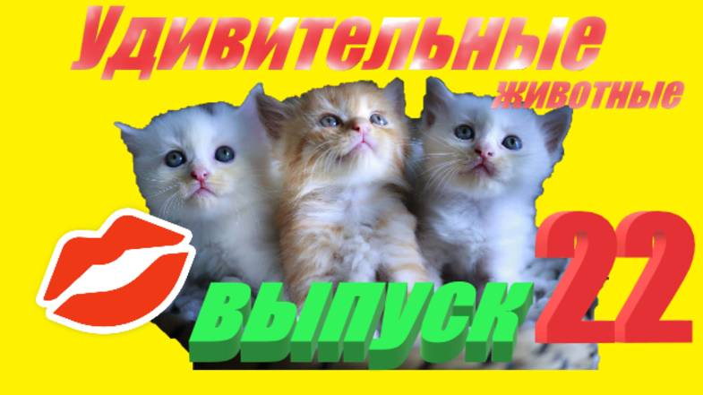 Удивительные животные выпуск двадцать второй #топыкатегорий