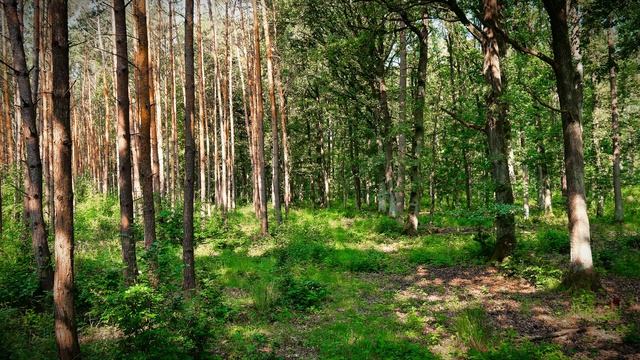 В тени деревьев. Звонкое пение птиц. Игра света и тени. Шикарный пейзаж для релакса.