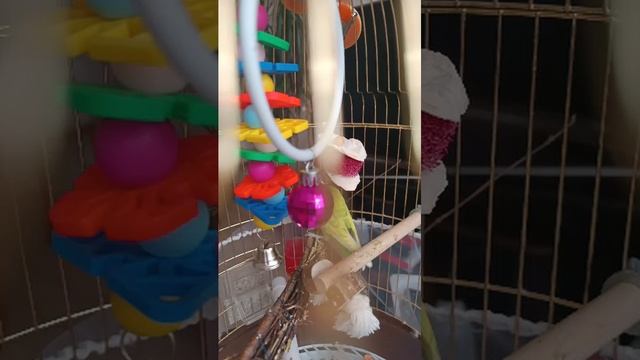 попугай Кеша