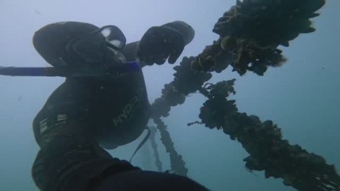 Мидии в чёрном море