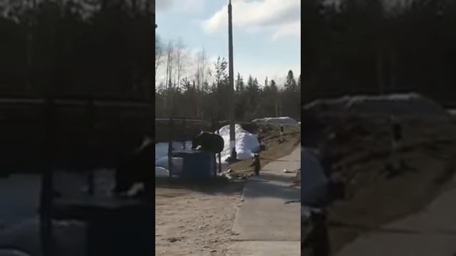 Медведица и медвежонок