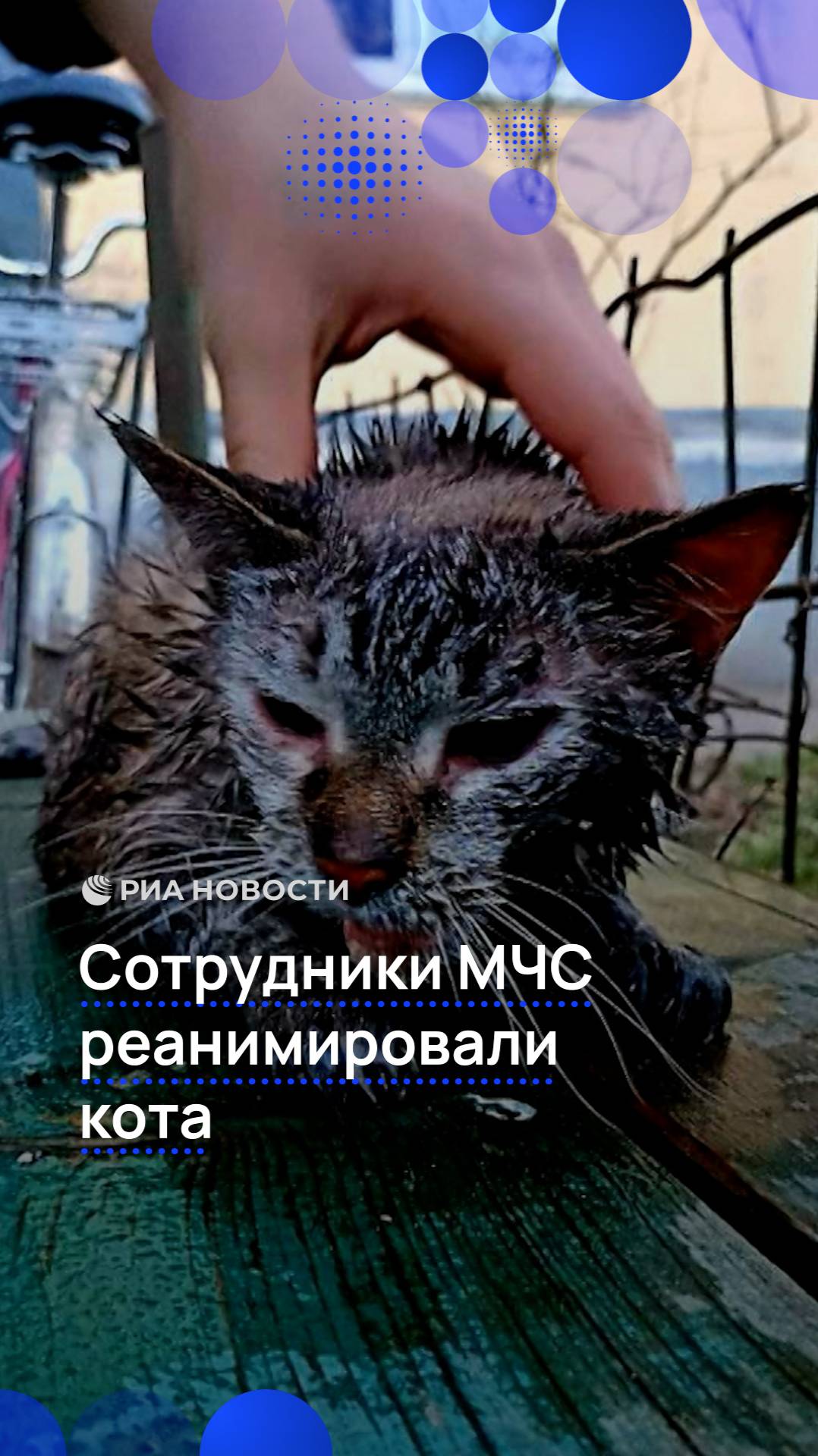 Сотрудники МЧС реанимировали кота
