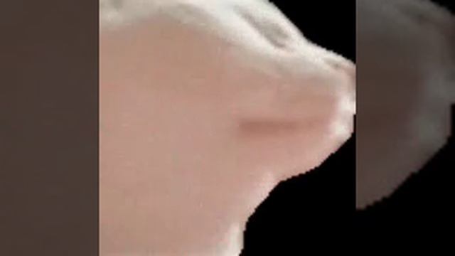 котик