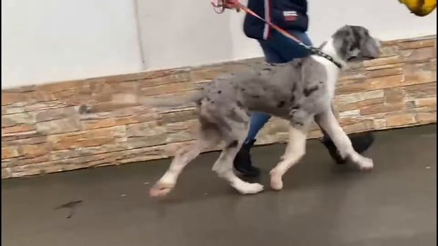 Уиллис27