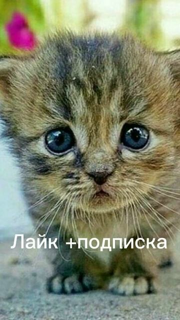 Котята#Лайк # Подписка # Игнор