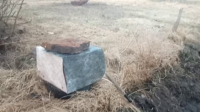 как пасутся коровы
