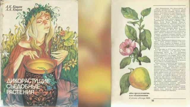 Айва продолговатая, или обыкновенная
Cydonia oblonga Mill. 
Дикорастущие съедобные растения