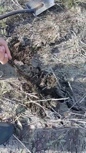 Цепь-Змея #кладоискатель #коп #копатели #поискисокровищ #metaldetector #клад #coin