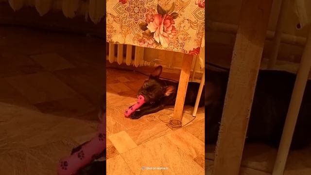 Розовая мечта бульдога.