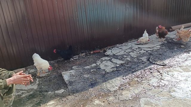 Прогуливаем куриц