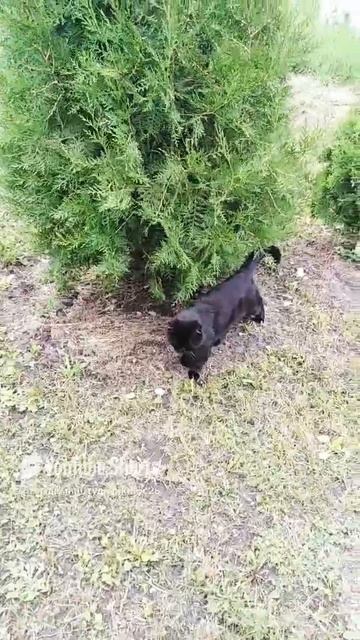 Яркая Слива 🫐 🐯🦁🐆🐅🐈_⬛
