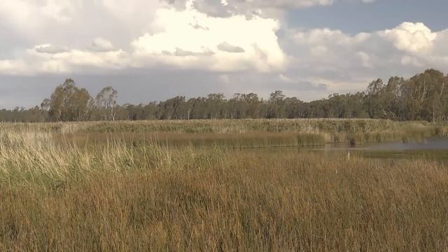 Watering the largest river red gum forest in the world