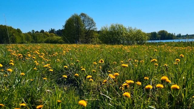 Лесное мгновение. Роскошный луг с одуванчиками около озера. Звуки природы.