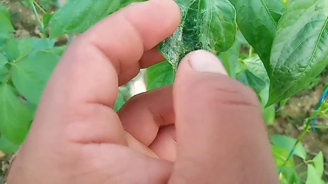 ANO ANG MABISANG LASON PARA SA ARMYWORM || ISANG SPRAY LANG PATAY NA