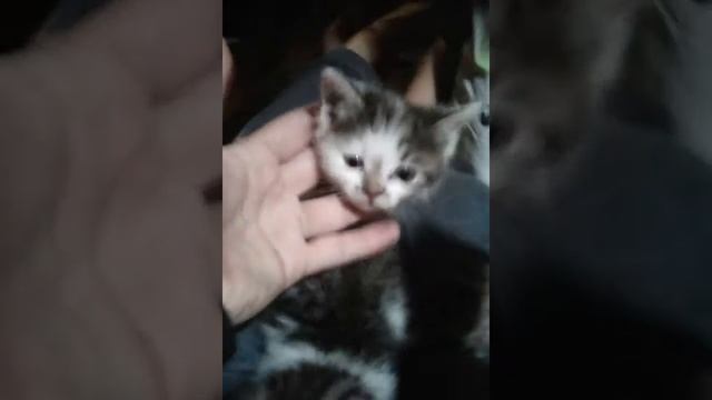 Котики тройняшки. Мы не смогли их разлучить или бросить.
