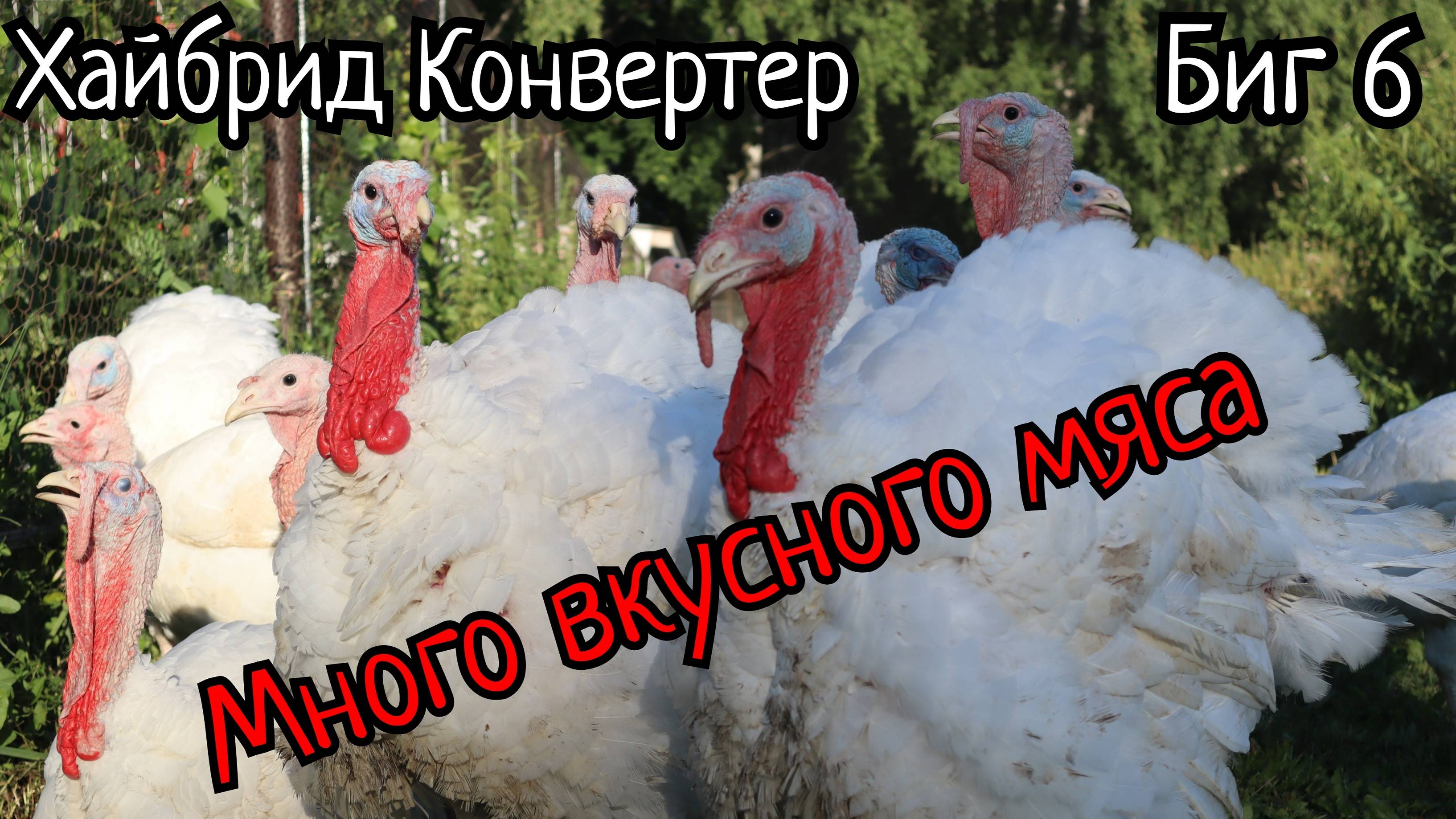 Что такое бройлерная индейка? Забойные веса.