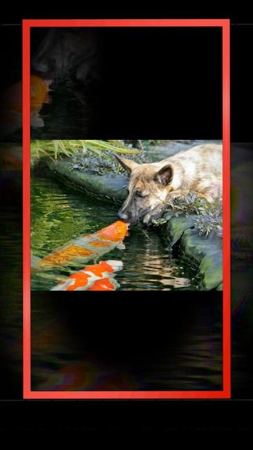 В МИРЕ ЖИВОТНЫХ