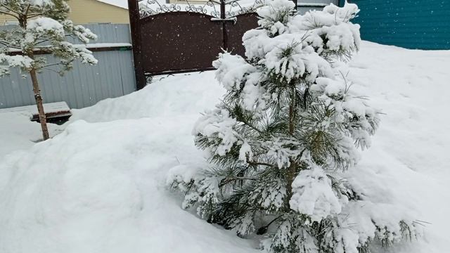 жизнь в Сибири/опять снег, опять метель/хризантемы