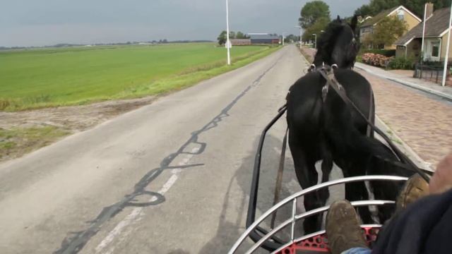 Фриз Титсе. Заезжен под седло и в упряжь. 8 лет.3